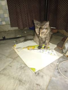 cats for sell