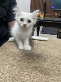 Persian