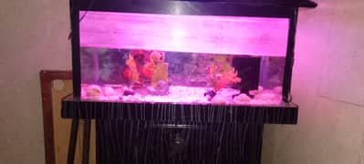 Aquarium