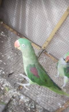 parrot
