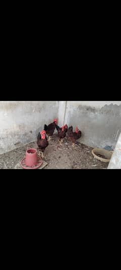 Rhode island red rir yellow legs male rooster fertile eggs anday