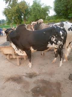 Bull