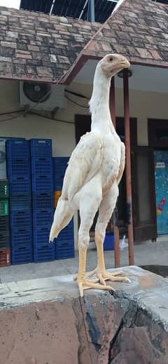 SHAMO | WHITE SHAMO | KING SHAMO CHICKS | JAPANESE SHAMO