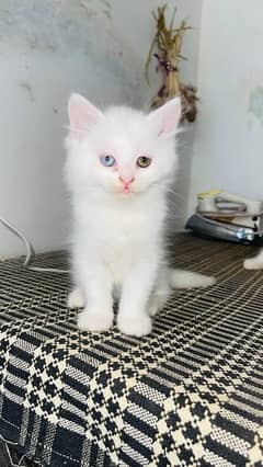 two Persian double coated kittens