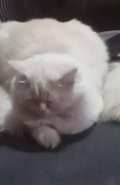 For