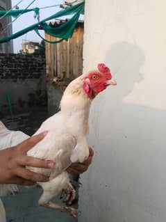 heera aseel