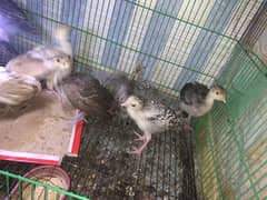 Turkey