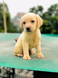 Labrador