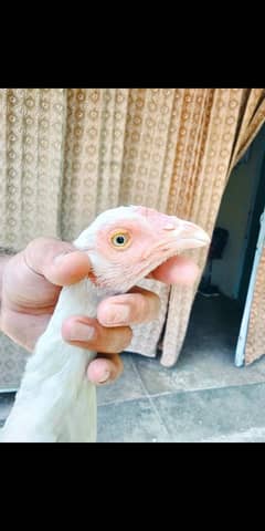 Aseel heera white for sale