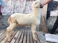 Kakka Mundra Chatra Big Body Sultan Breed.