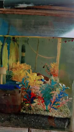 Fish aquarium with 3 molly