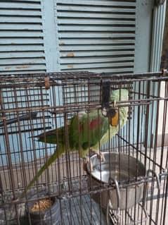 Raw Female Adult Parrot