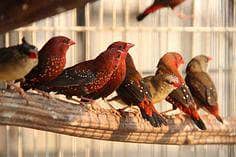 stawberry finch adult pairs available In Lahore