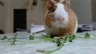 Guinea pig for Sale
