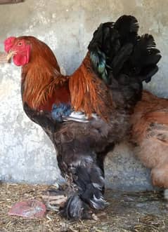 Gold Patrage Brahma pair