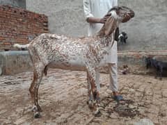 makhi