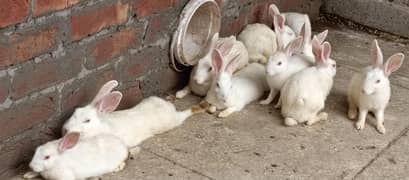 White Albino Red eyes Rabbits