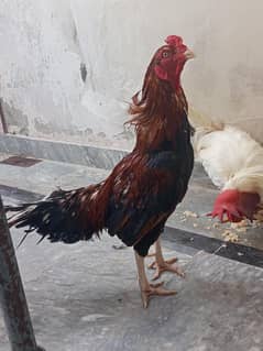 aseel morga