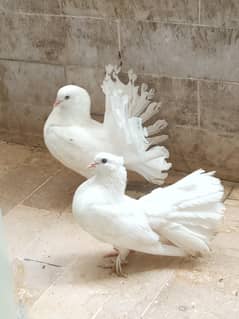 Laka pigeon