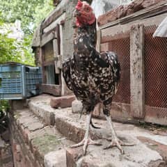 Barmi patha for breed