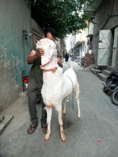 Top quality Pure Rajanpuri 55k each and breeder