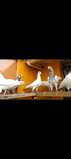 7 pigeon yellow eyes