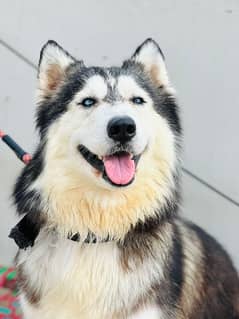 Siberian