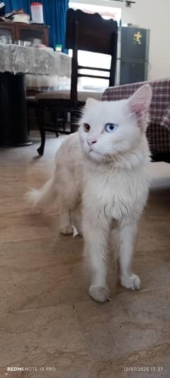 Persian cat heterochromatic eyes