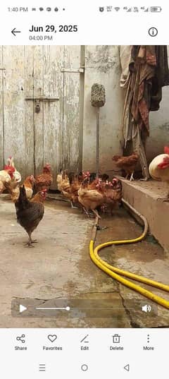hens for sale