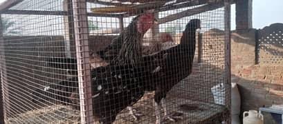 Kurk hen for sale