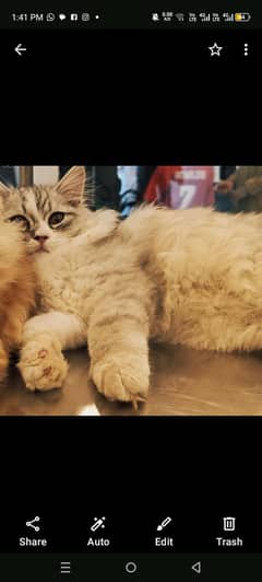 persian cat / persian kitten / coated cat / piki face / punch face