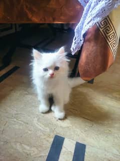 persian kitten