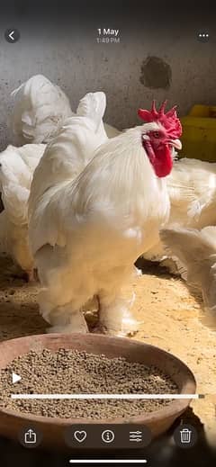 White buff and blue buff for sale