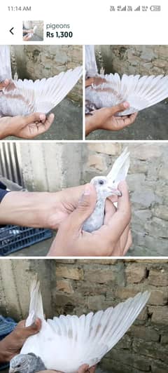 1 kalie kaiy bachaiy for sale