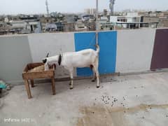 6 dant  gabban bakri