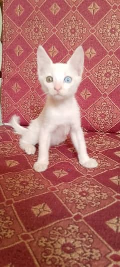 Persian kitten