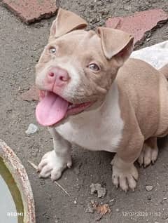 pitbull dog 3month fimail