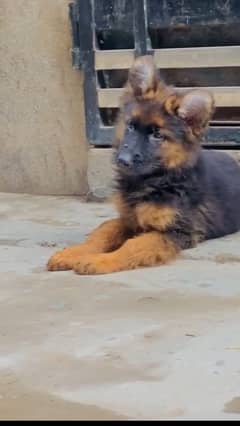 German shepherd | Puppy | GSD | Dog for sale | Long coat