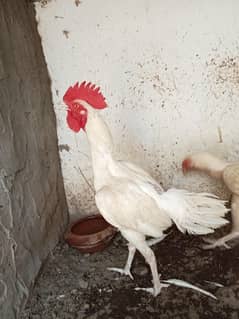Heera bengum patha h 03208455709 pure aseel h