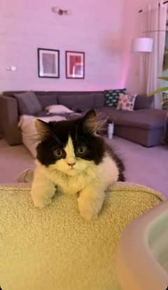 Pure persian Healthy cat. ( Rare colour )