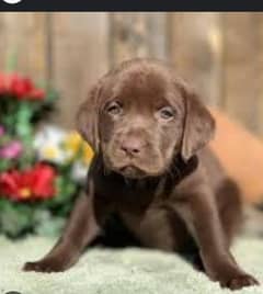 chocolate british labrador pup for sale
