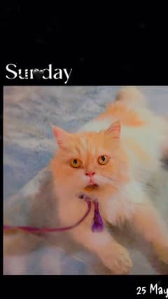 Male cat for sale price 7500