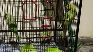 Green Parrot