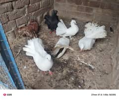lucky pigeons for sale 03094196420