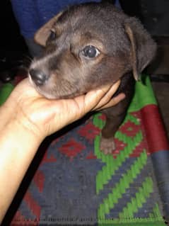i wanna sale my dog  health  and active abi sirf 1 month ka hai