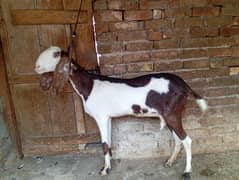 Ablak beetal path for sale