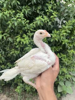 Heera