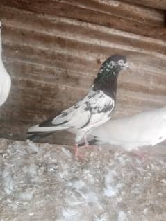 kabtoor for sale pr ki price 500 ha