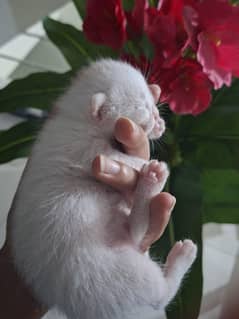 for