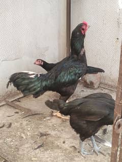 galwa + thaii bread male female